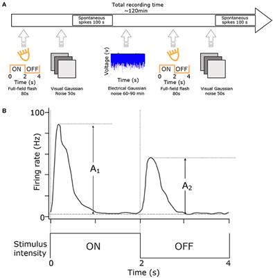 Characterizing Retinal Ganglion Cell Responses to Electrical Stimulation Using Generalized Linear Models